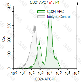 APC anti-mouse CD24