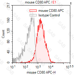 APC anti-mouse CD80