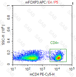 APC anti-mouse FOXP3