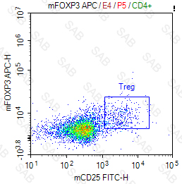 APC anti-mouse FOXP3