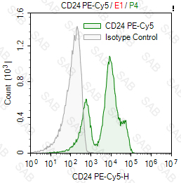 PE-Cy5 anti-mouse CD24