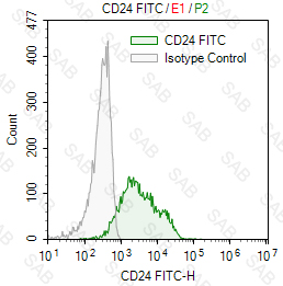 FITC anti-mouse CD24