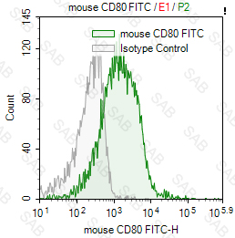 FITC anti-mouse CD80