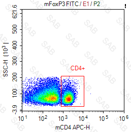 FITC anti-mouse FOXP3