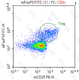 FITC anti-mouse FOXP3