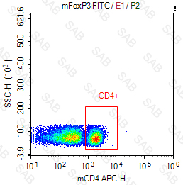 FITC anti-mouse FOXP3