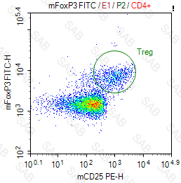 FITC anti-mouse FOXP3