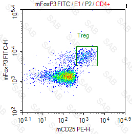 FITC anti-mouse FOXP3