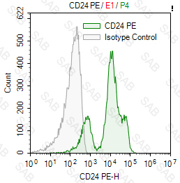 PE anti-mouse CD24