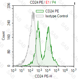 PE anti-mouse CD24