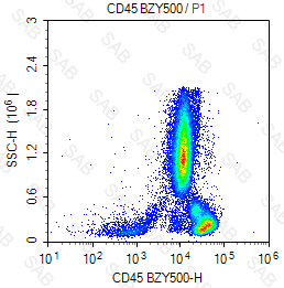 BZY500 anti-human CD45