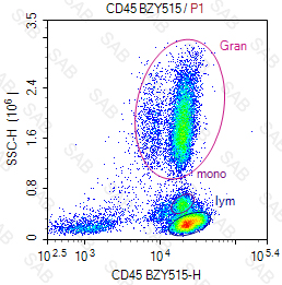 BZY515 anti-human CD45