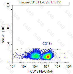 PE-Cy5 anti-mouse CD19