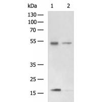 CTSC Antibody