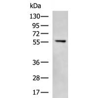 CDK19 Antibody