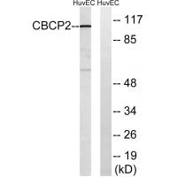 CCP2 Polyclonal Antibody