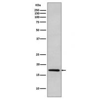 DNAJC15 Rabbit mAb