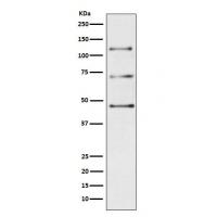 C3 Rabbit mAb