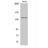 eNOS(Phospho-Ser1177) Antibody