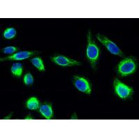 eNOS(Phospho-Ser1177) Antibody