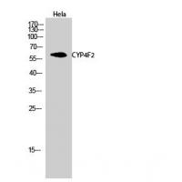 CYP4F2 Antibody