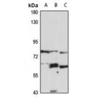 RXFP1 Antibody