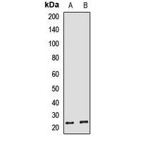 HBEGF Polyclonal Antibody