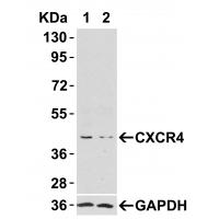 CXCR4 Antibody