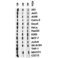 CXCR4 Antibody