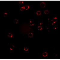 CXCR4 Antibody