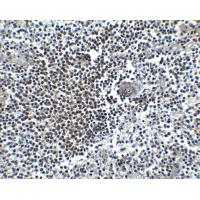 CXCR4 Antibody