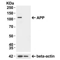 APP Antibody