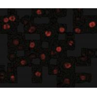 T-cadherin Antibody