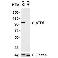 ATF6 Antibody