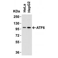 ATF6 Antibody