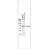 ATF6 Antibody