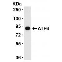 ATF6 Antibody