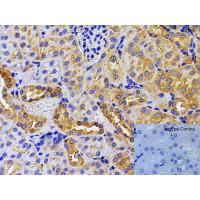 ATF6 Antibody