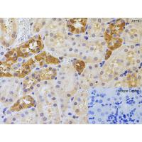 ATF6 Antibody