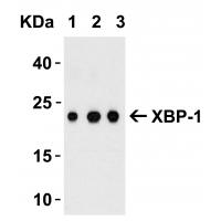 XBP-1 Antibody