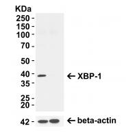 XBP-1 Antibody