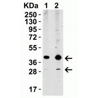 XBP-1 Antibody