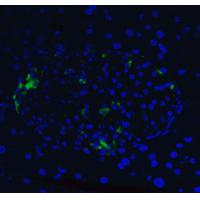 XBP-1 Antibody