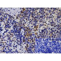 XBP-1 Antibody