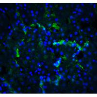 XBP-1 Antibody