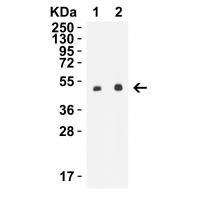 STEAP1 Antibody