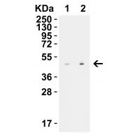 STEAP1 Antibody