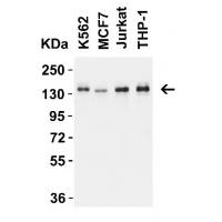 Ambra1 Antibody