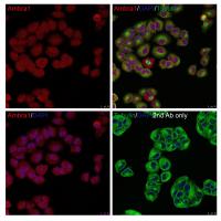 Ambra1 Antibody