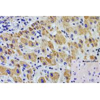 Ambra1 Antibody